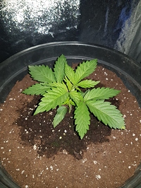 Growreport Bild 4