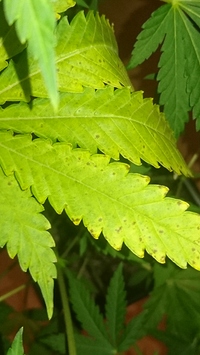Growreport Bild 2