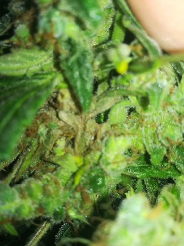 Growreport Bild 3
