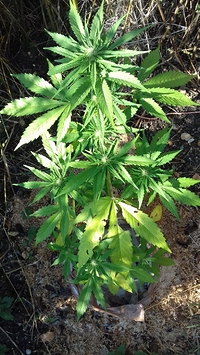 Growreport Bild 7