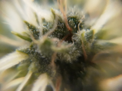 Growreport Bild 2