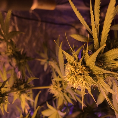 Growreport Bild 15