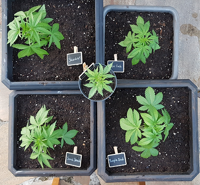 Growreport Bild 9