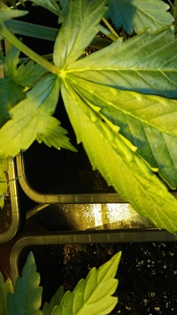 Growreport Bild 13