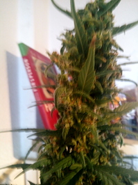 Growreport Bild 9