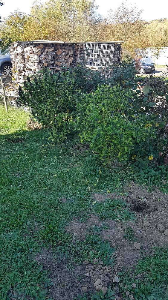 First Outdoor Grow Ever