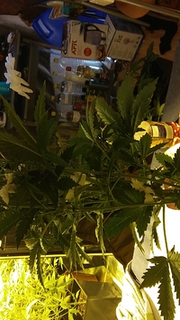 Growreport Bild 10