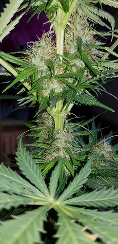 Growreport Bild 11