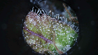 Growreport Bild 4
