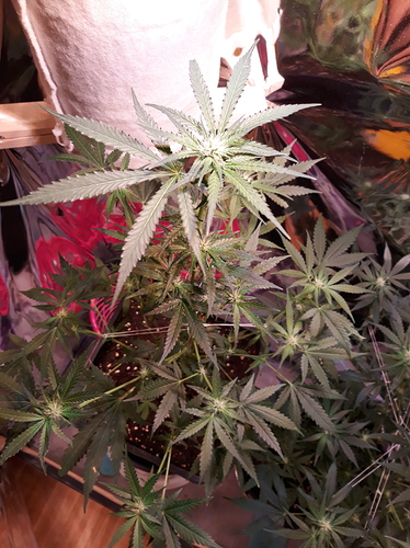 Growreport Bild 7