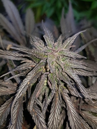Growreport Bild 4