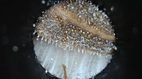 Growreport Bild 9