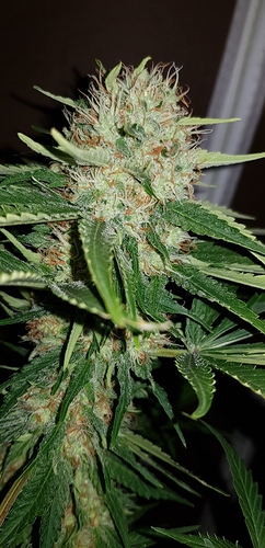 Growreport Bild 18