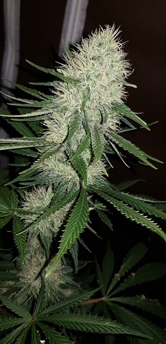 Growreport Bild 4