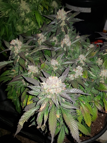 Growreport Bild 4
