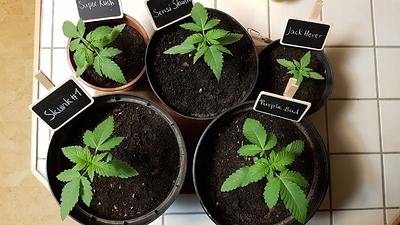 Growreport Bild 19