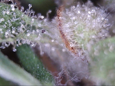 "White Diesel Haze Automatic"-Outdoor (Growreport '17)