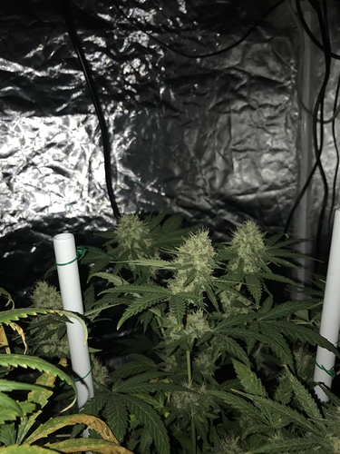 Growreport Bild 11