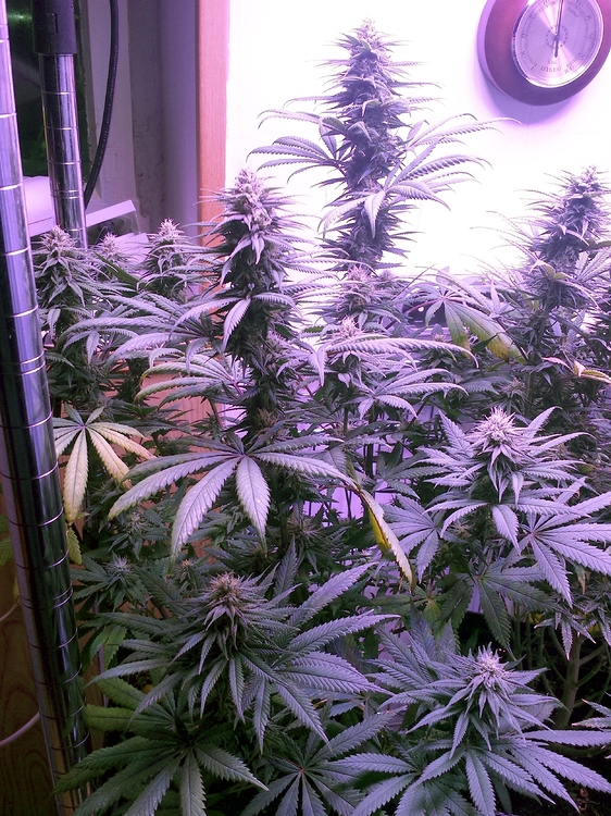 Medizinpflanzen: Dance World + Euphoria + Painkiller XL - Growreports