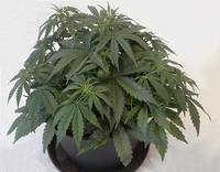 Growreport Bild 1