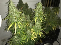 Growreport Bild 4