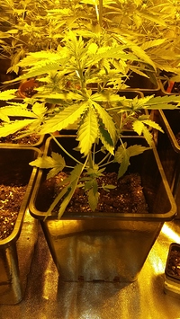 Growreport Bild 19