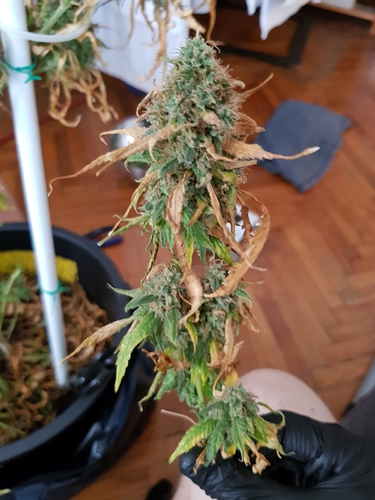 Growreport Bild 3