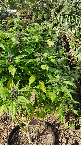 Growreport Bild 6