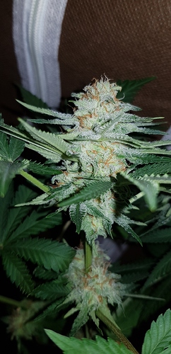 Growreport Bild 17