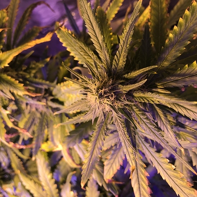 Growreport Bild 5
