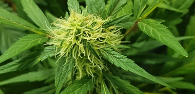 Growreport Bild 7