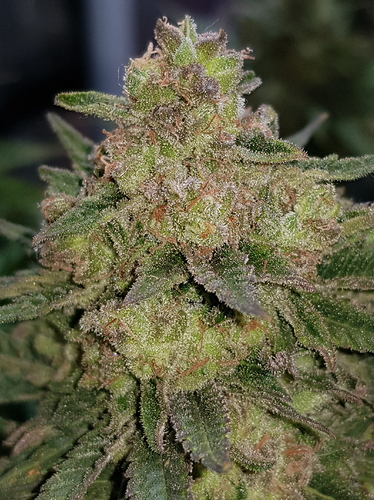Growreport Bild 27