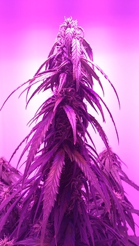Growreport Bild 7