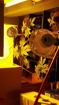 Growreport Bild 21
