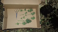 Growreport Bild 4