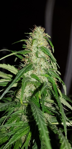 Growreport Bild 3