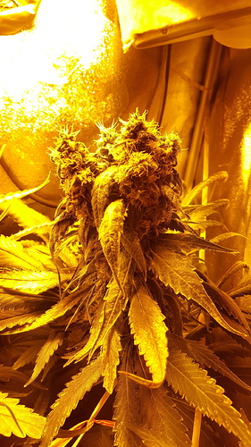 Growreport Bild 3