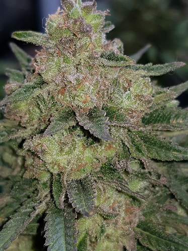 Growreport Bild 26