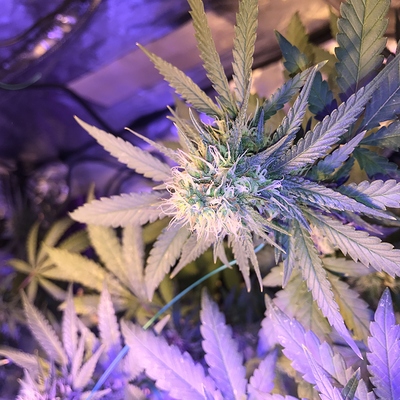 Growreport Bild 7