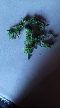 Growreport Bild 5