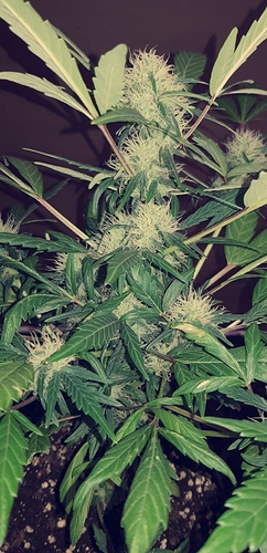 Growreport Bild 9