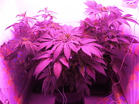 Growreport Bild 2