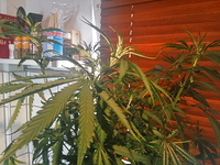Growreport Bild 2