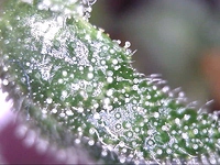 Growreport Bild 7