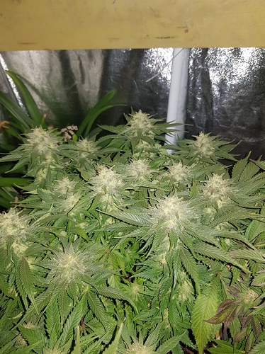 Growreport Bild 6