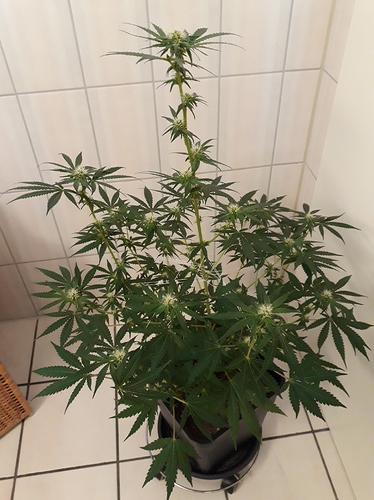 Growreport Bild 14