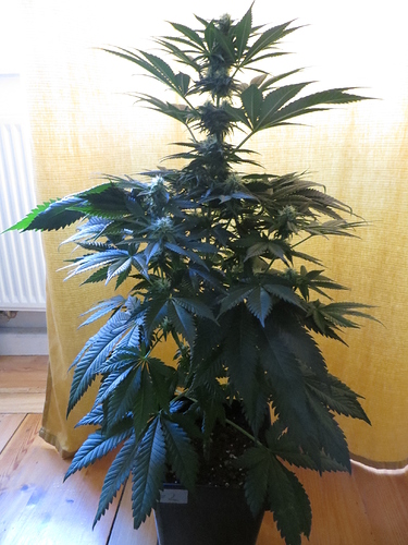 Growreport Bild 6
