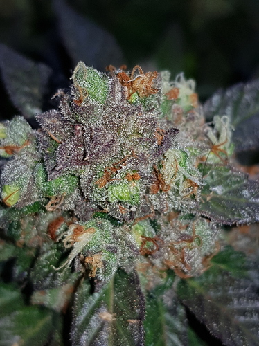 Growreport Bild 23