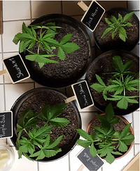 Growreport Bild 6
