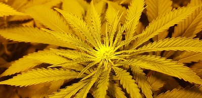 Growreport Bild 1